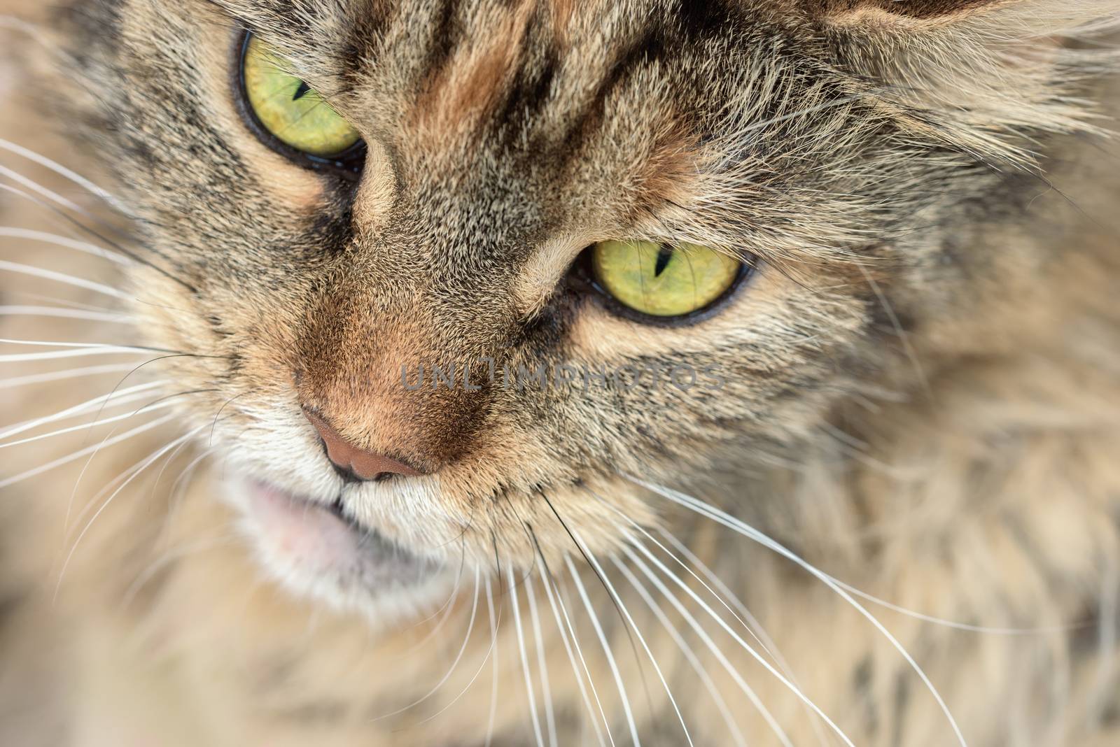 Cat Maine Coon. Muzzle cat closeup