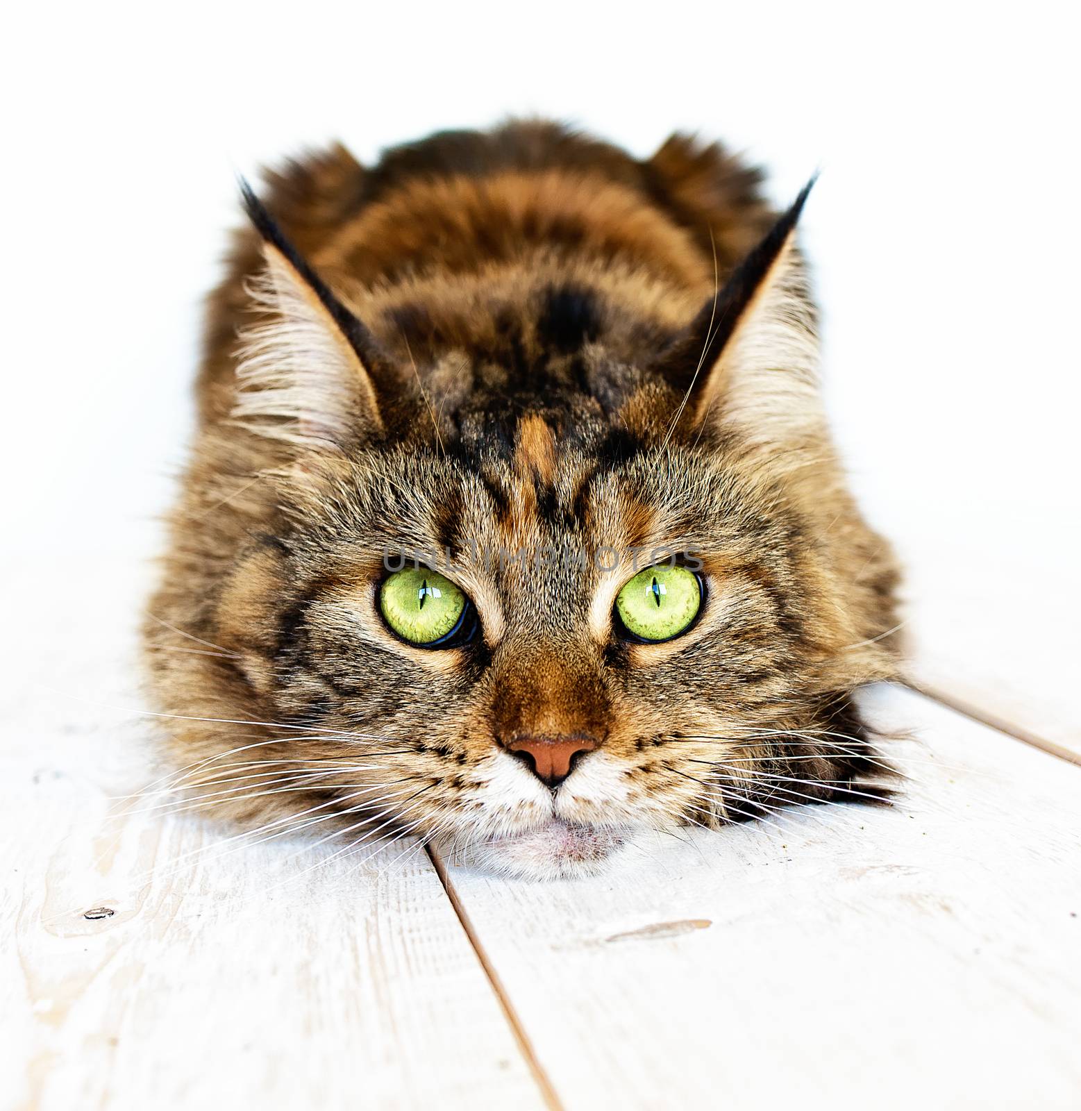 Cat Maine coon by Visual-Content