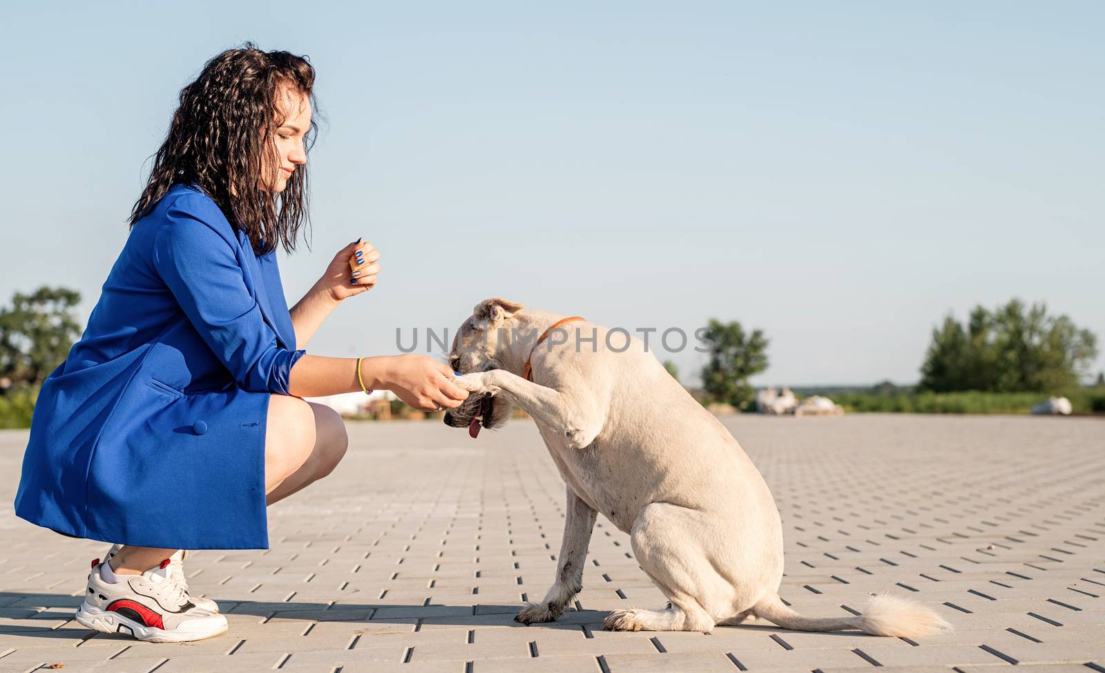 Pet care. Pet adoption. Mixed breed dog giving a paw to her owner. Young woman with her dog in the park