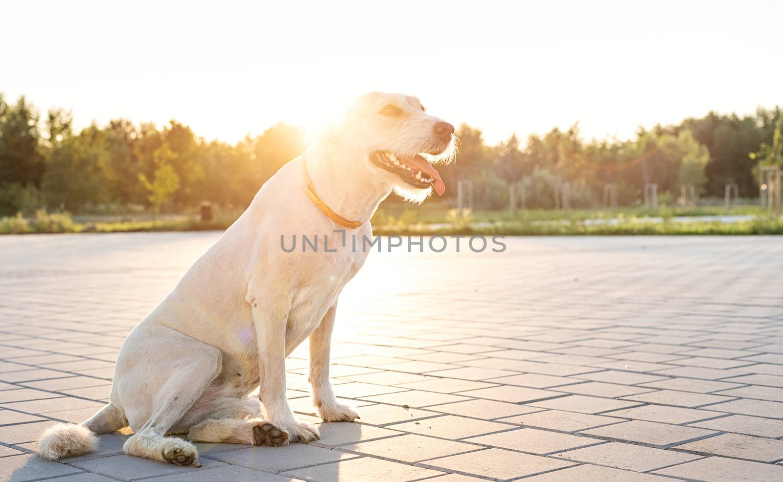 Pet adoption. Pet care. Cute lonely mixed breed dog sitting in the park in the sunset