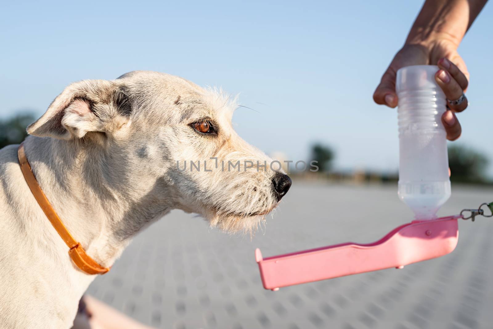 Mixed-breed dog drinking water from a bottle by Desperada