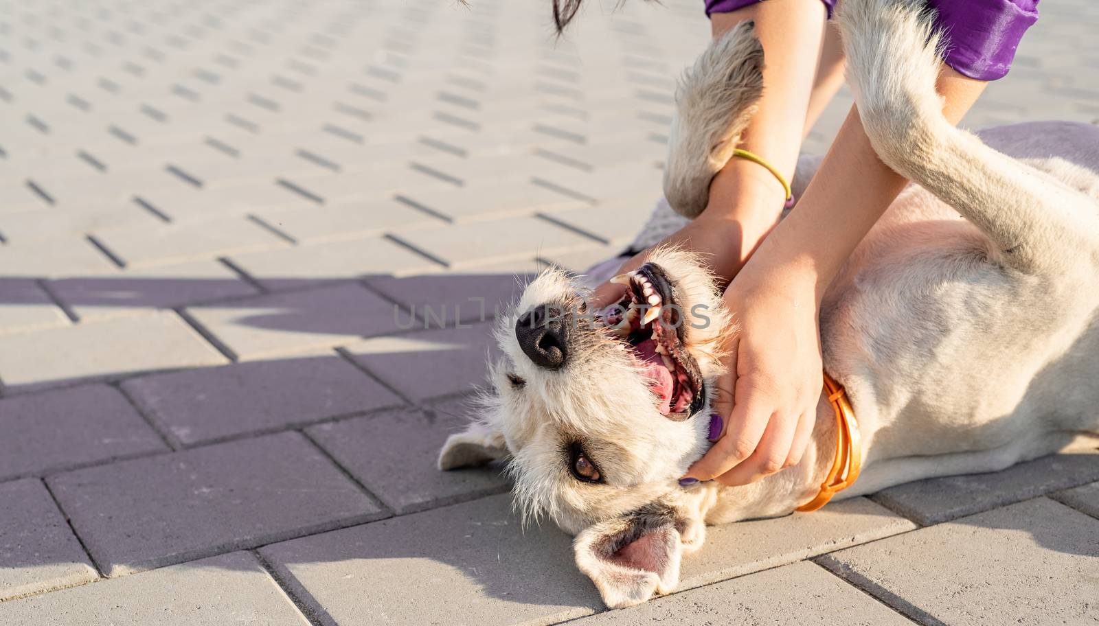 Pet care. Pet adoption. Young woman hugging her mixed breed dog