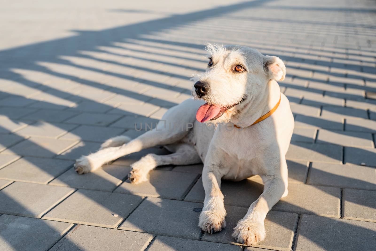 Cute mixed breed dog waiting for her owner in the park in sunny day by Desperada