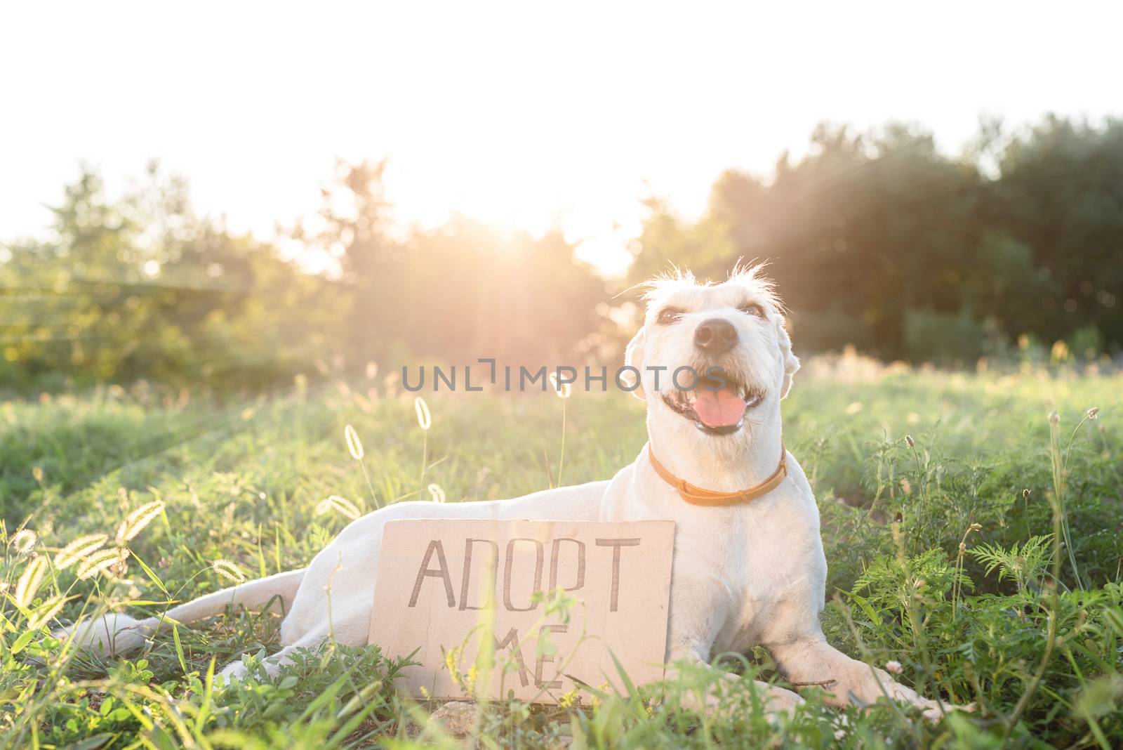 Pet adoption. Pet care. A cute mixed breed dog with the words Adopt Me laying in the grass in the park