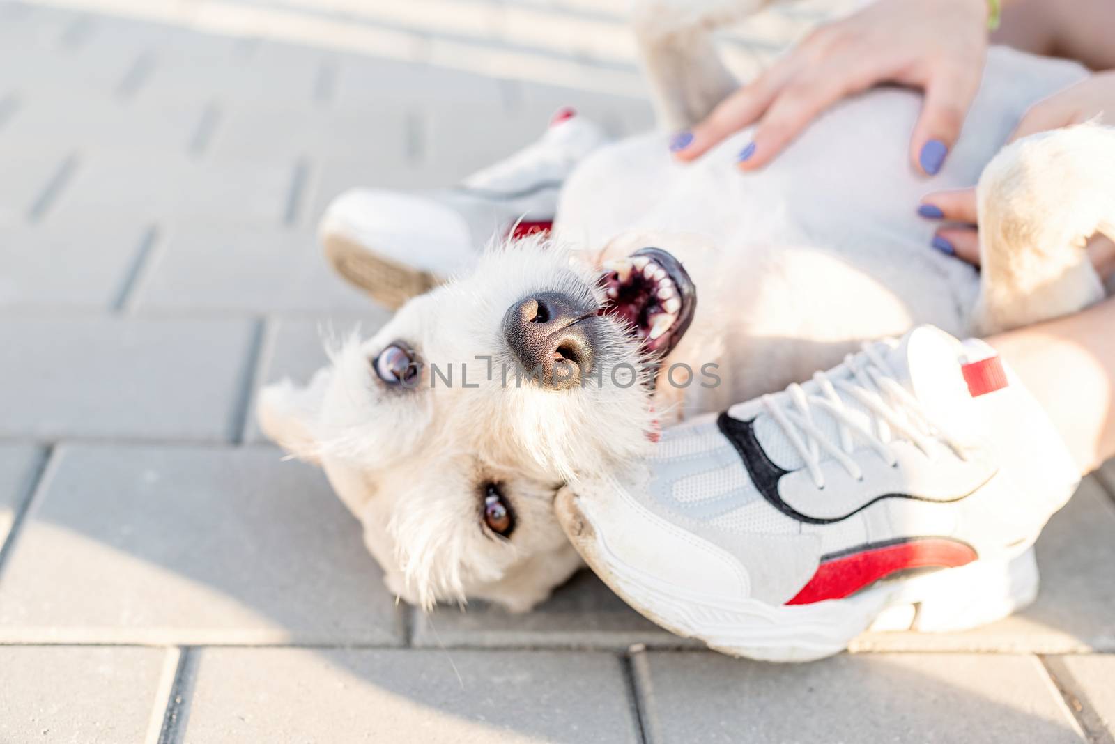 young woman playing with her dog in the park by Desperada