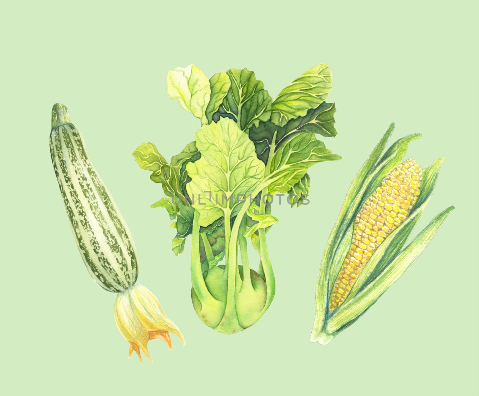 Set of fresh green vegetables isolated on light green background. Zucchini, Cabbage kohlrabi, Corncob with leaf. Hand-drawn Watercolor illustration. Realistic art. Botanical painting. by sshisshka