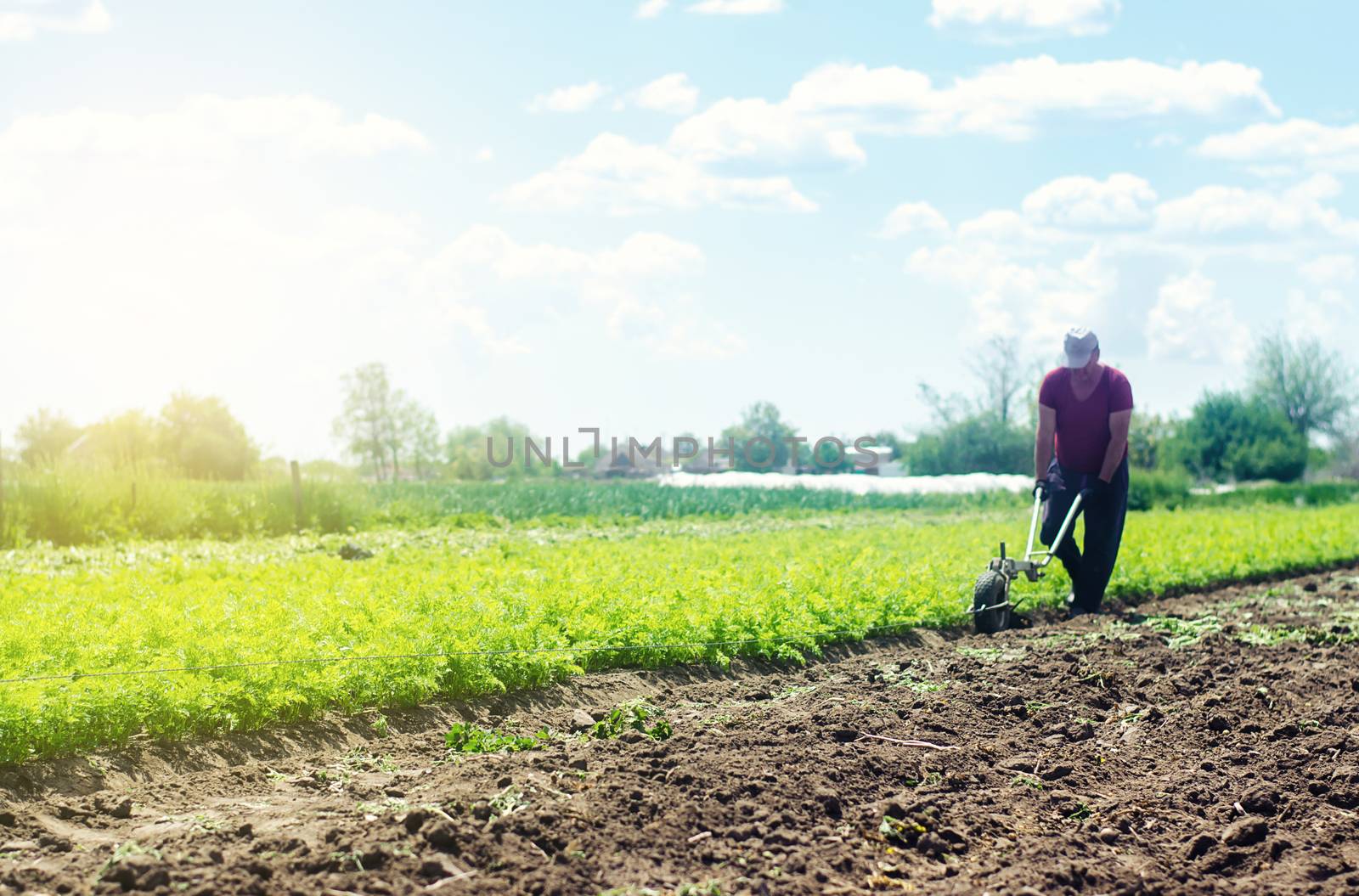 Farmer cultivates a carrot plantation. Land soil cultivation. Loosening earth to improve land quality. Removing weeds and grass. Farming and growing food. by iLixe48