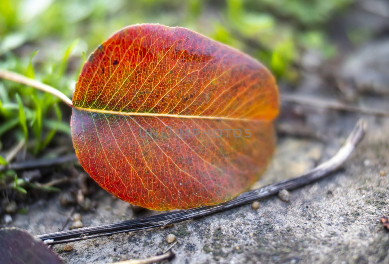 autumn leave on the ground, close up
