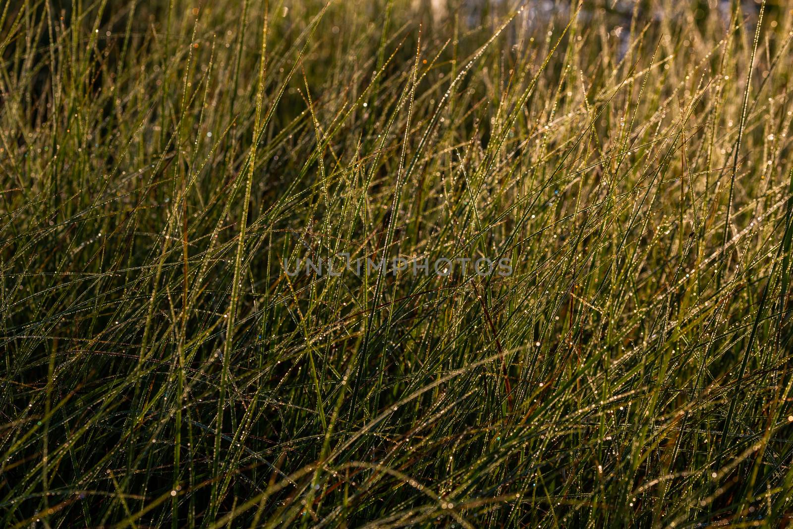 Long thin green swamp grass with morning dew. Close-up with selective focus and bokeh blur.