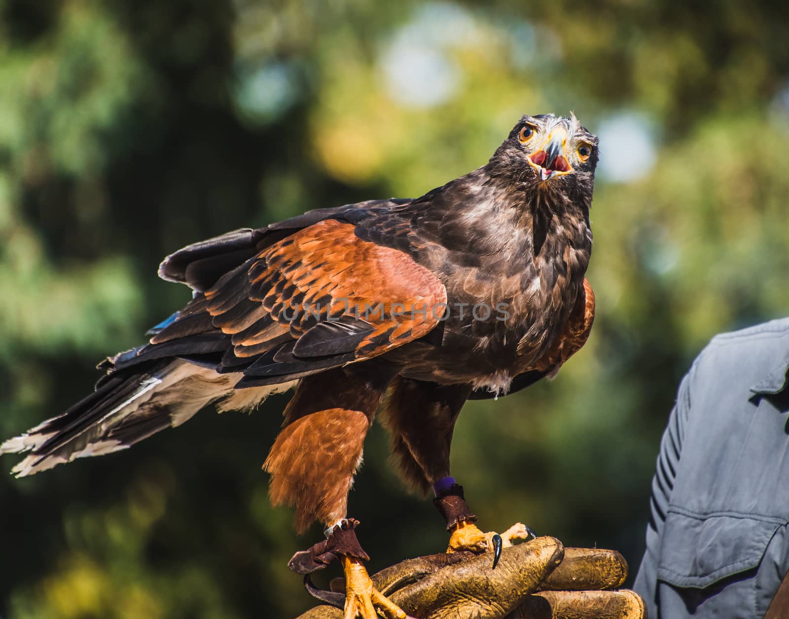 Harris's Hawk on Falconry Glove by raphtong