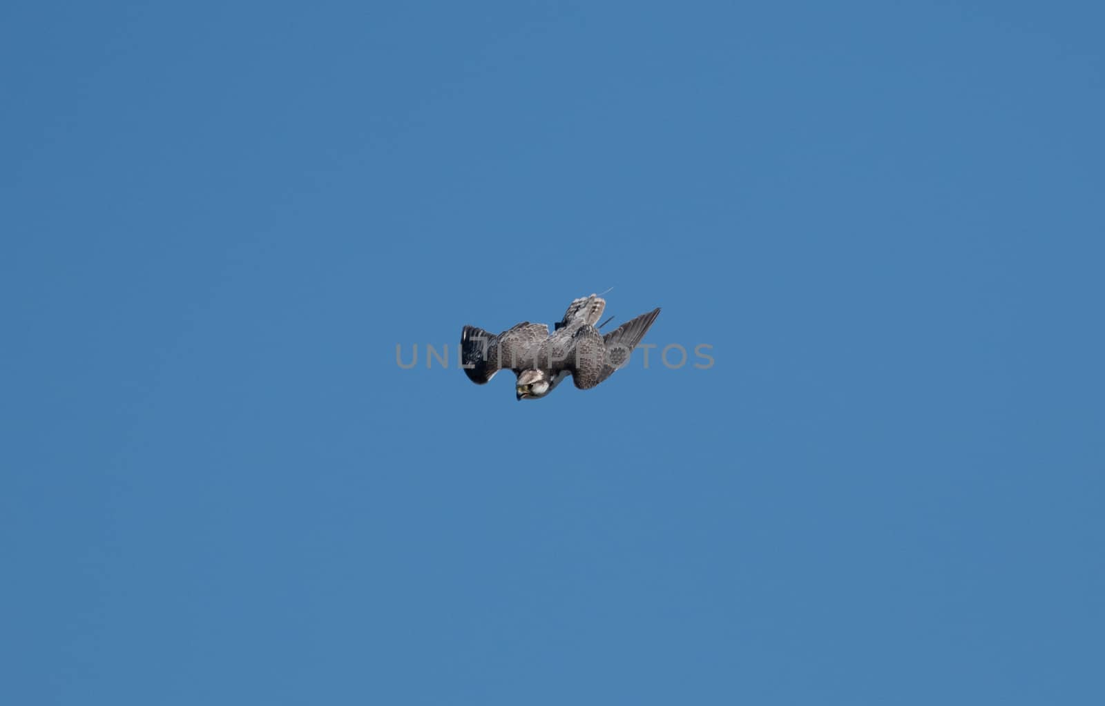 A gyrfalcon in sting flight on blue sky