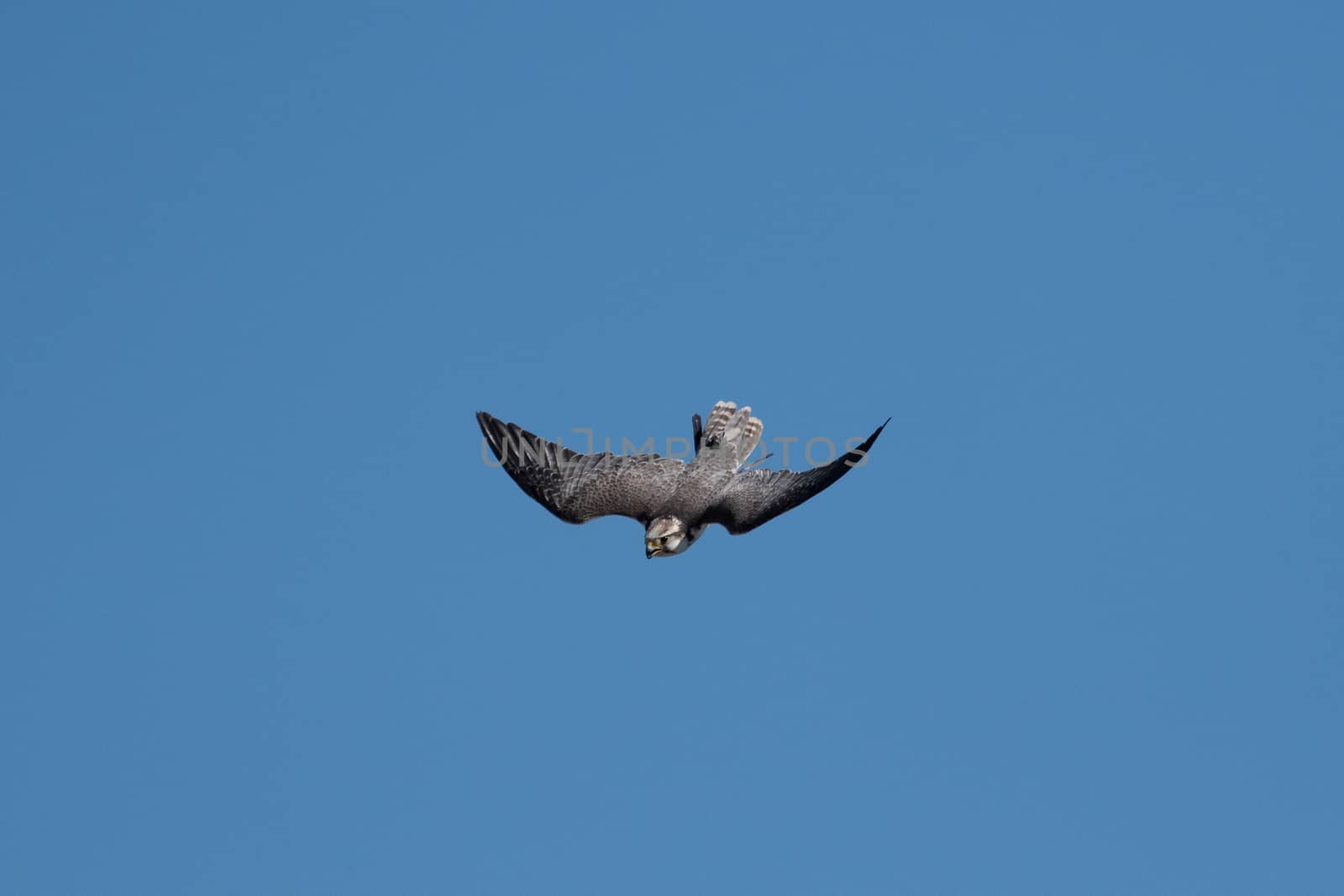 A gyrfalcon in sting flight by raphtong