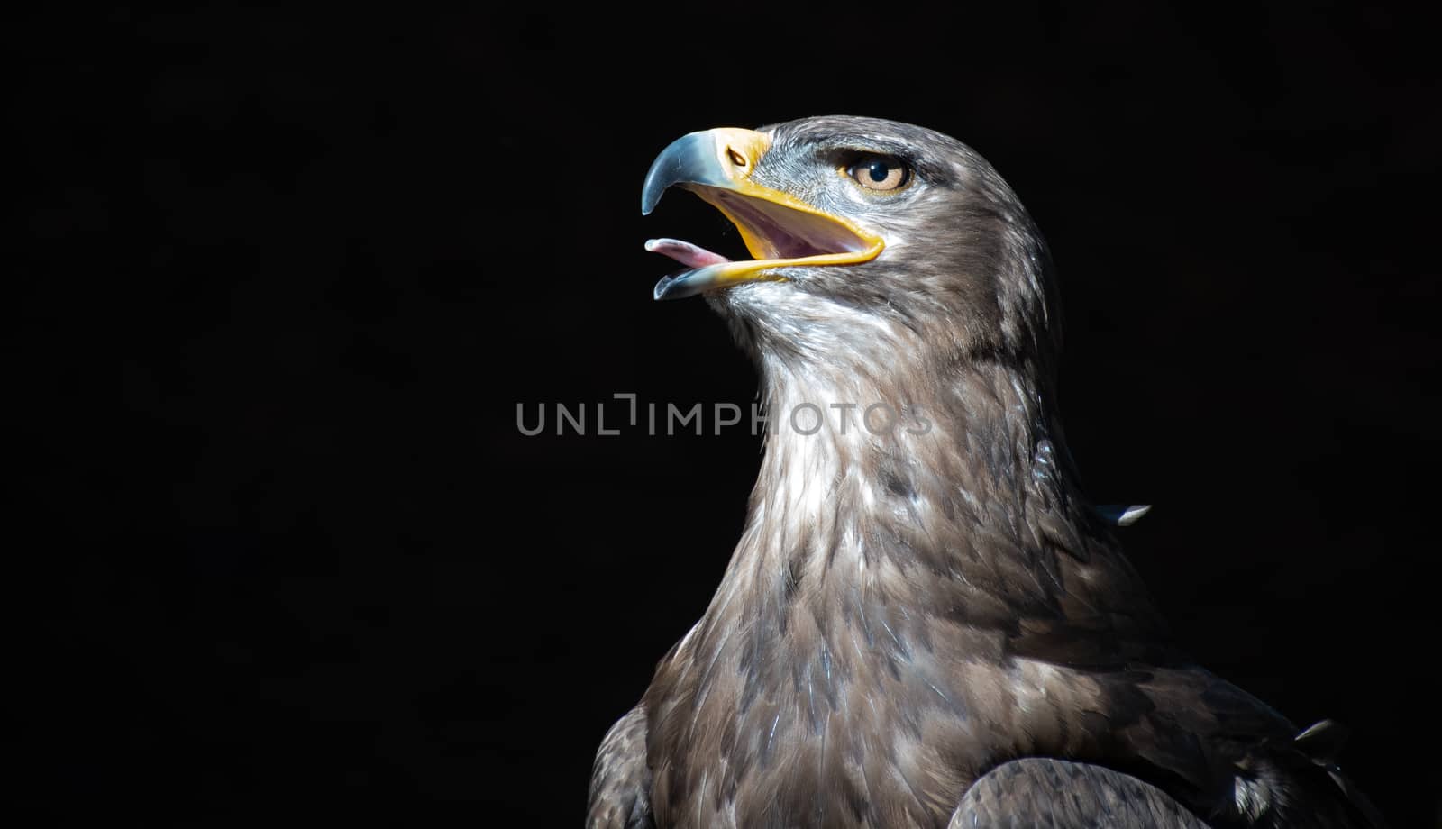 Head and shot of a Tawny Eagle on black background