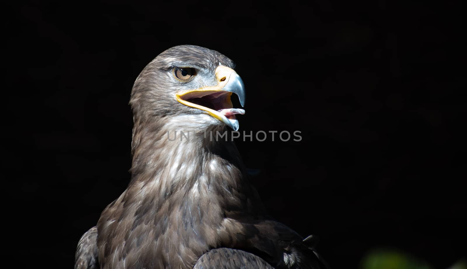 Tawny eagle on black background by raphtong