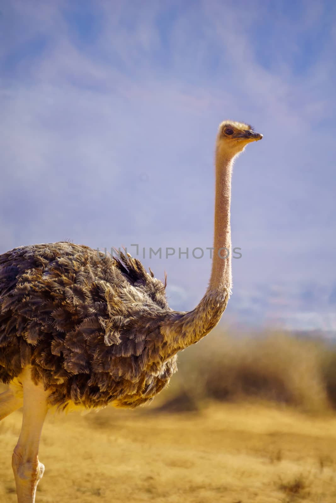 Ostrich, in the Yotvata Hai-Bar Nature Reserve, the Arava desert, southern Israel