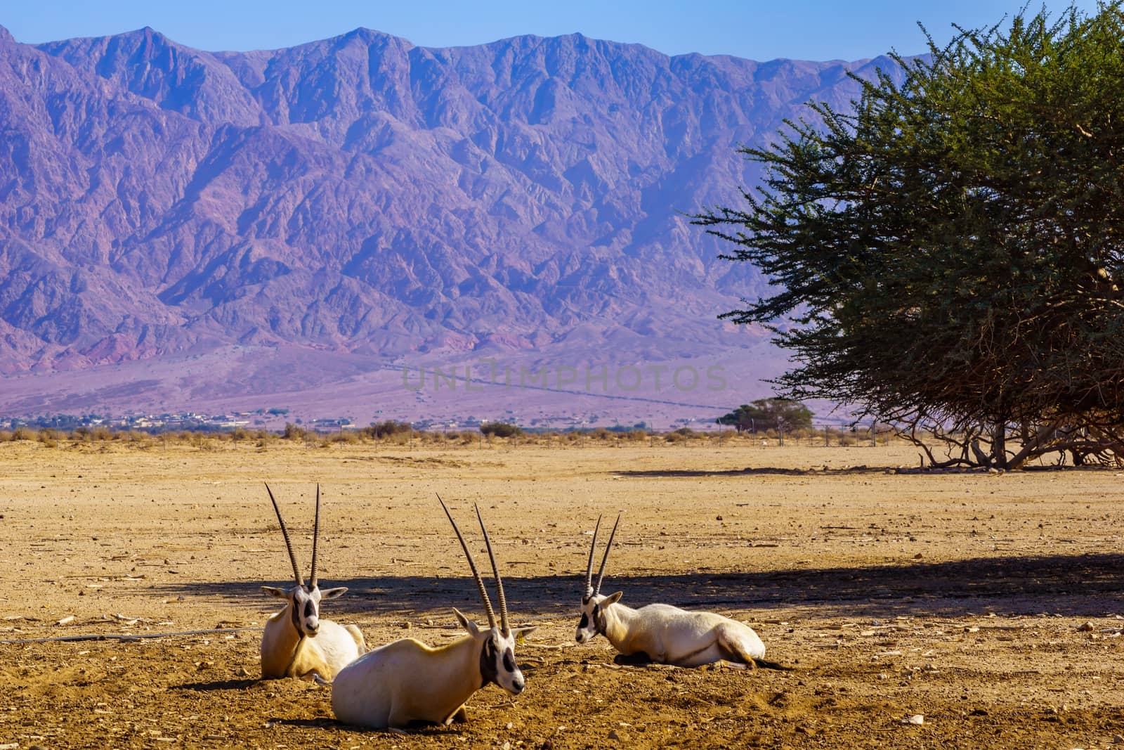 Group of Arabian oryx, in the Yotvata Hai-Bar Nature Reserve, the Arava desert, southern Israel