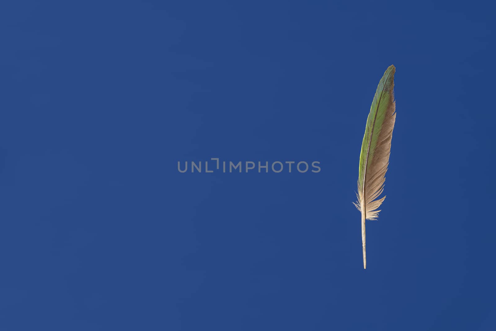 Isolated Green parrot feather against blue background with copy space. Feather looks like suspended in the air