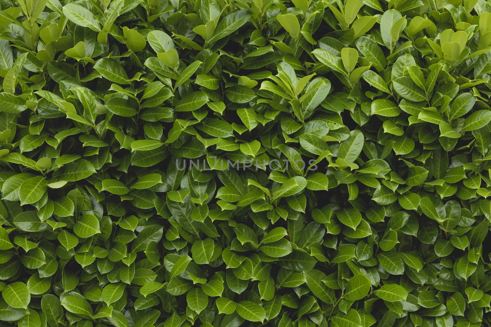 Background of green, lush and strong leaves, growing in a hedge to hide a private garden from strangers, Madrid, Spain.