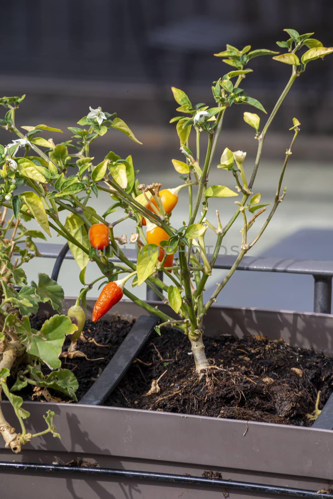 chilli seedling planted on a pot by carfedeph