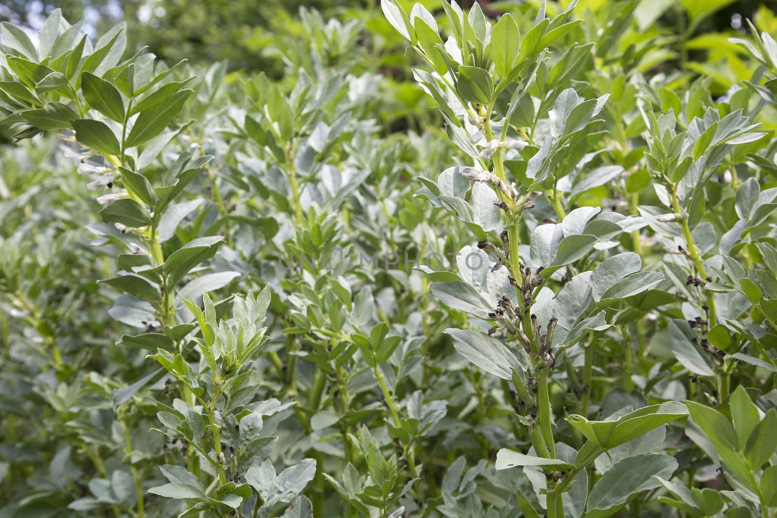 Field bean or broad bean (Vicia faba) in the vegetable garden