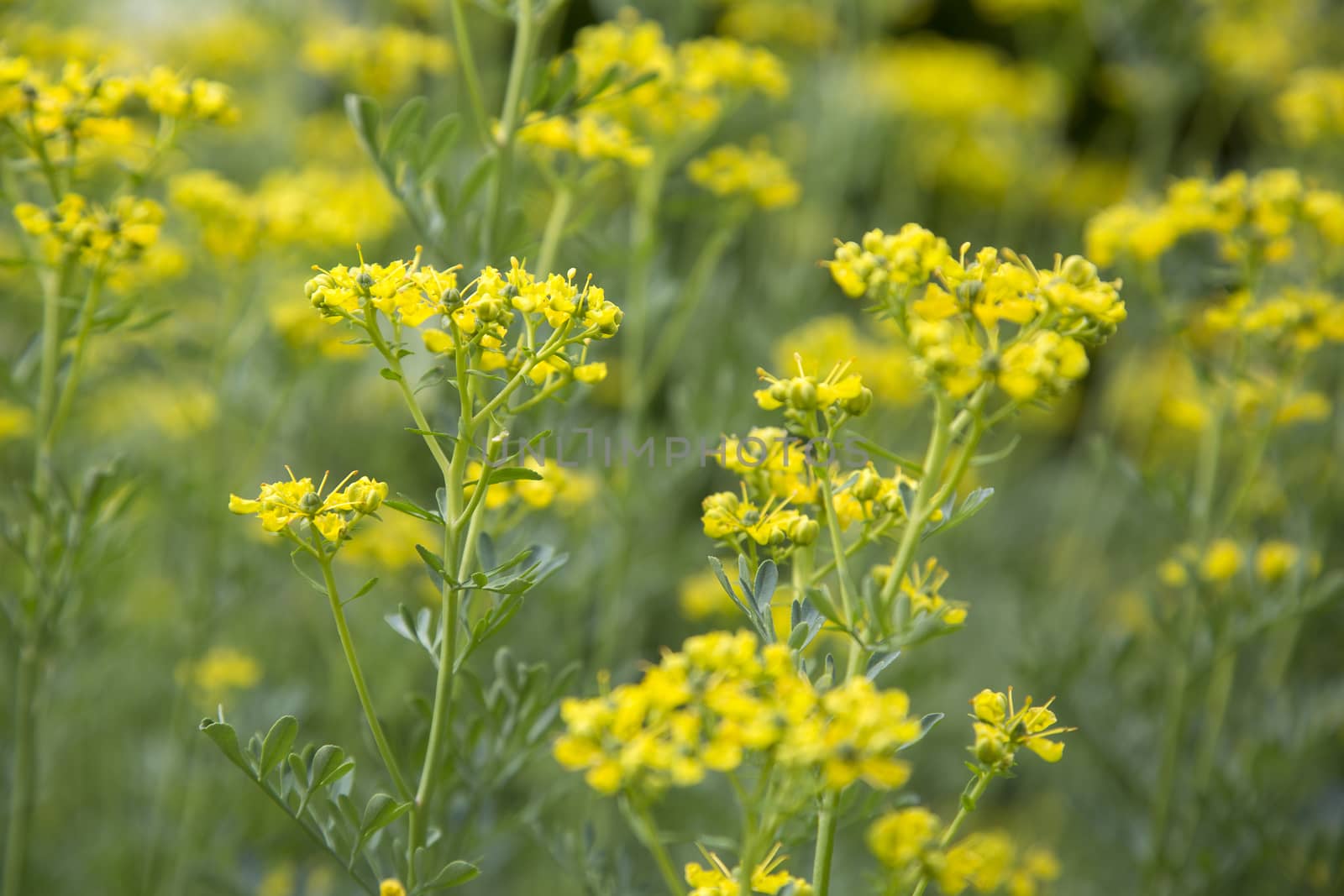 Rue plant (Ruta graveolens) in the garden is an ornamental plant or herb. It is also cultivated as a medicinal herb, as a condiment, and to a lesser extent as an insect repellent.