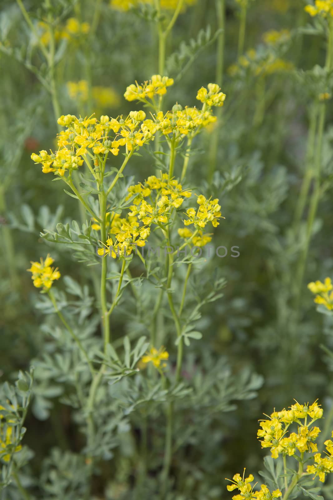 Rue plant (Ruta graveolens) in the garden is an ornamental plant or herb. It is also cultivated as a medicinal herb, as a condiment, and to a lesser extent as an insect repellent.