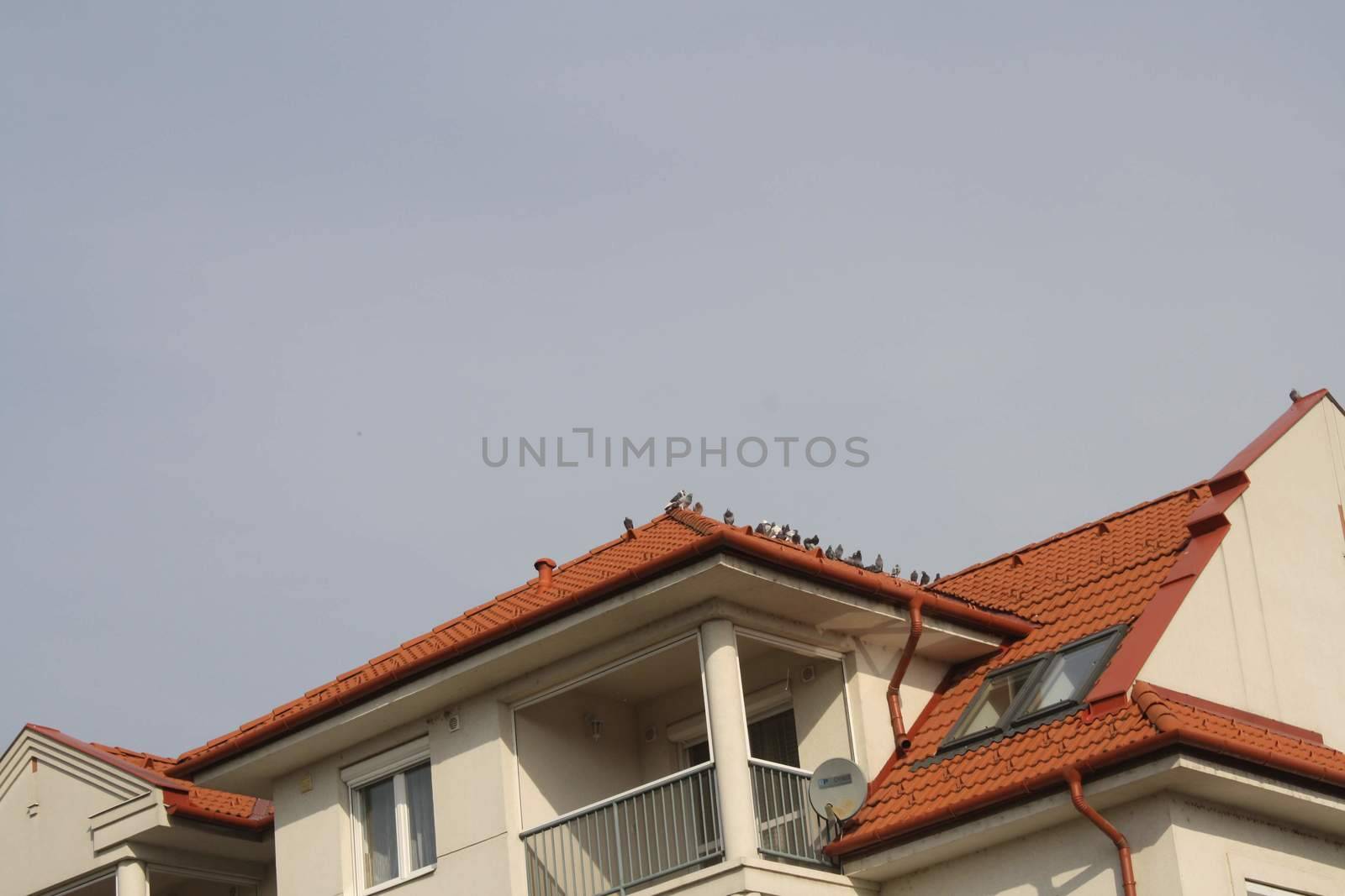 The rooftop and the birds on it in the afternoon in Hajduszoboszlo by balage941