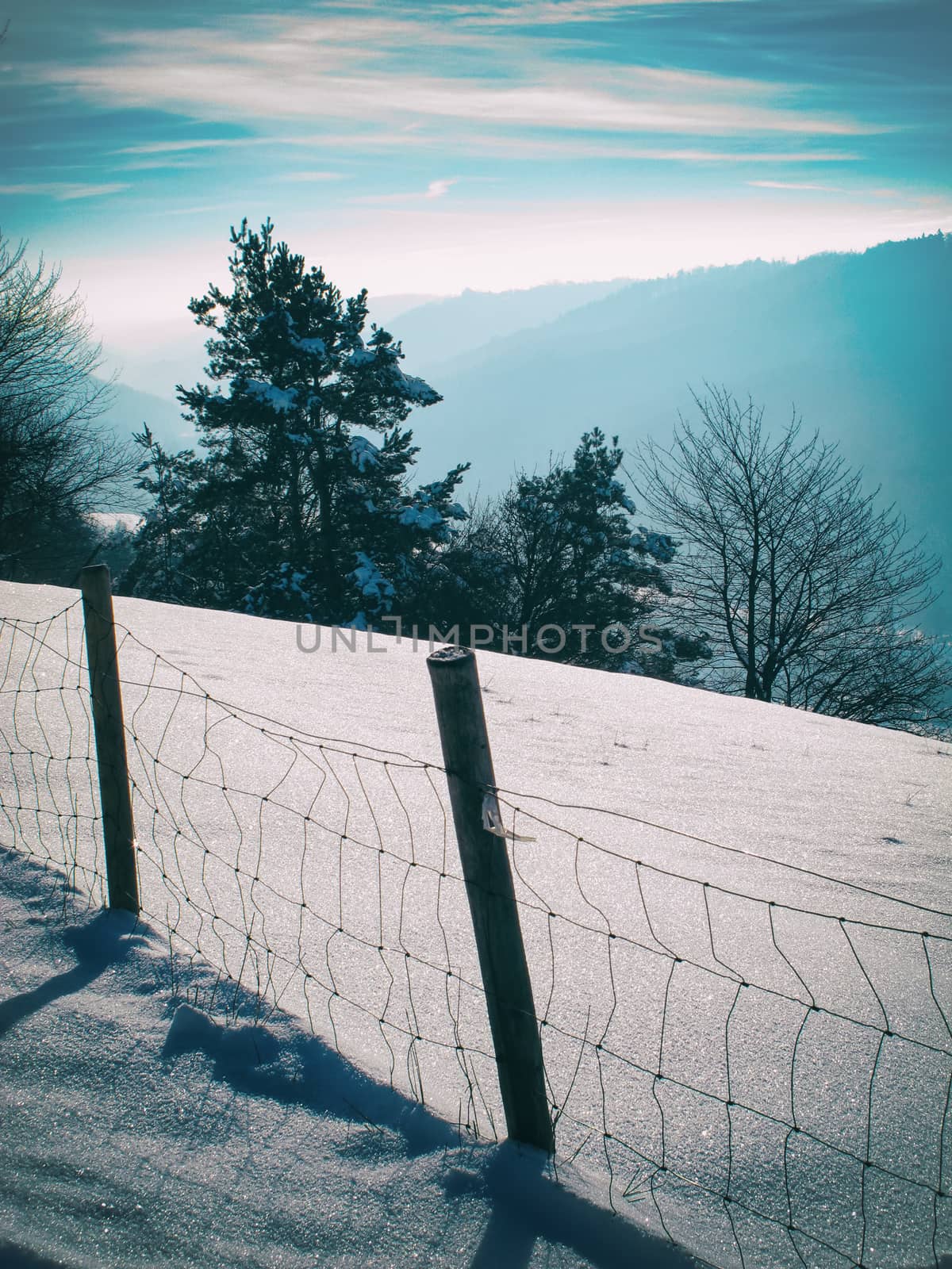 Winter landscape with snow,trees and a fence