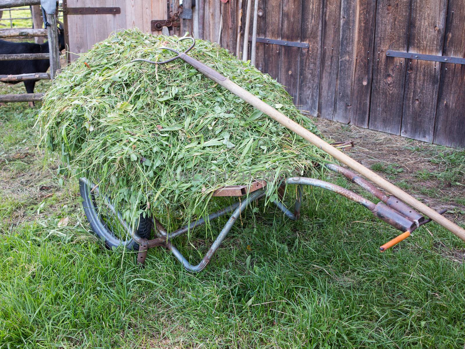 Wheelbarrow full of freshly mowed grass