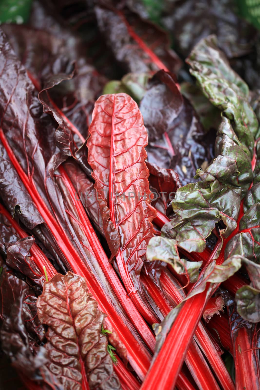 Red chard or mangold leaves (Beta vulgaris)