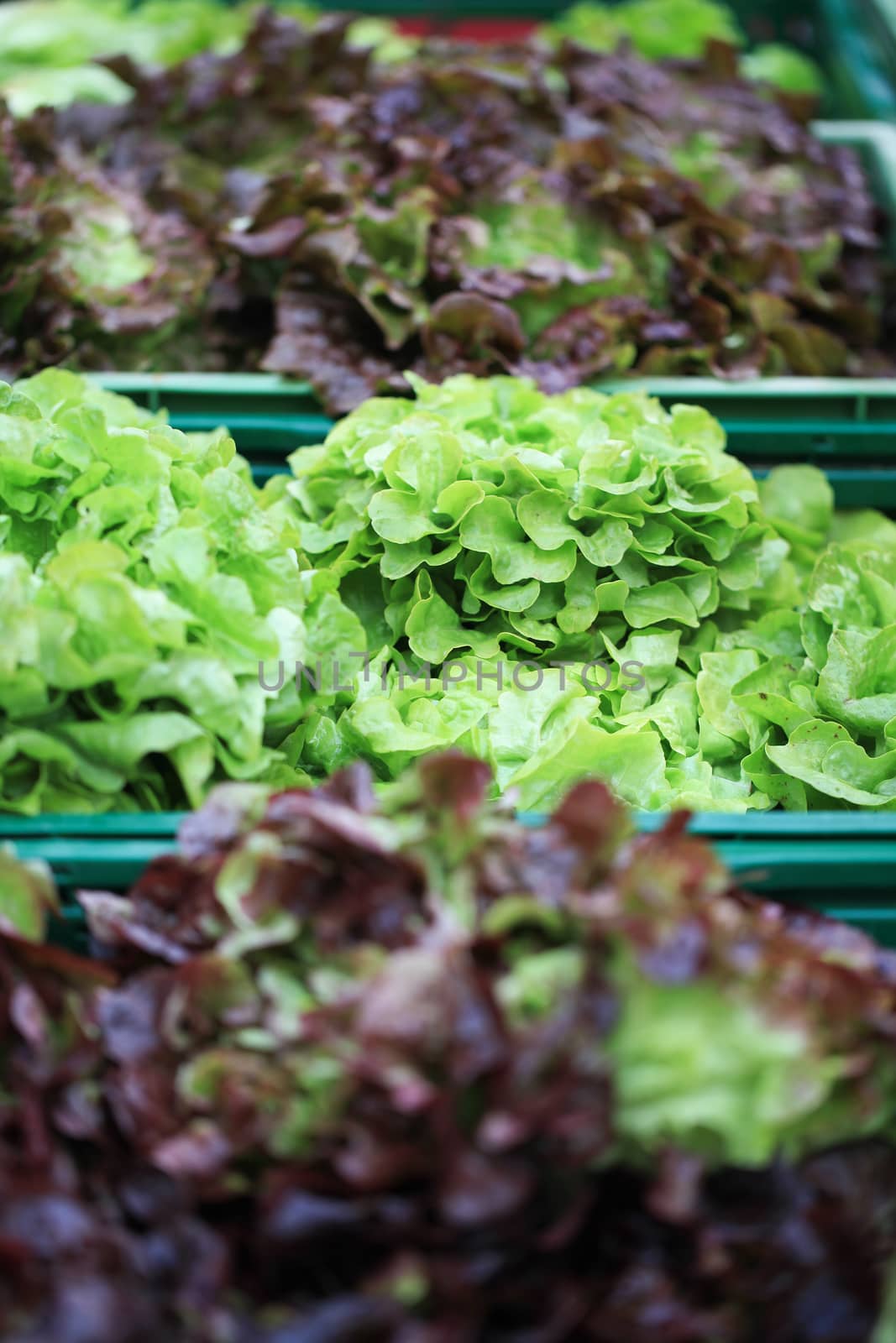 Various fresh lettuce on farmer's market