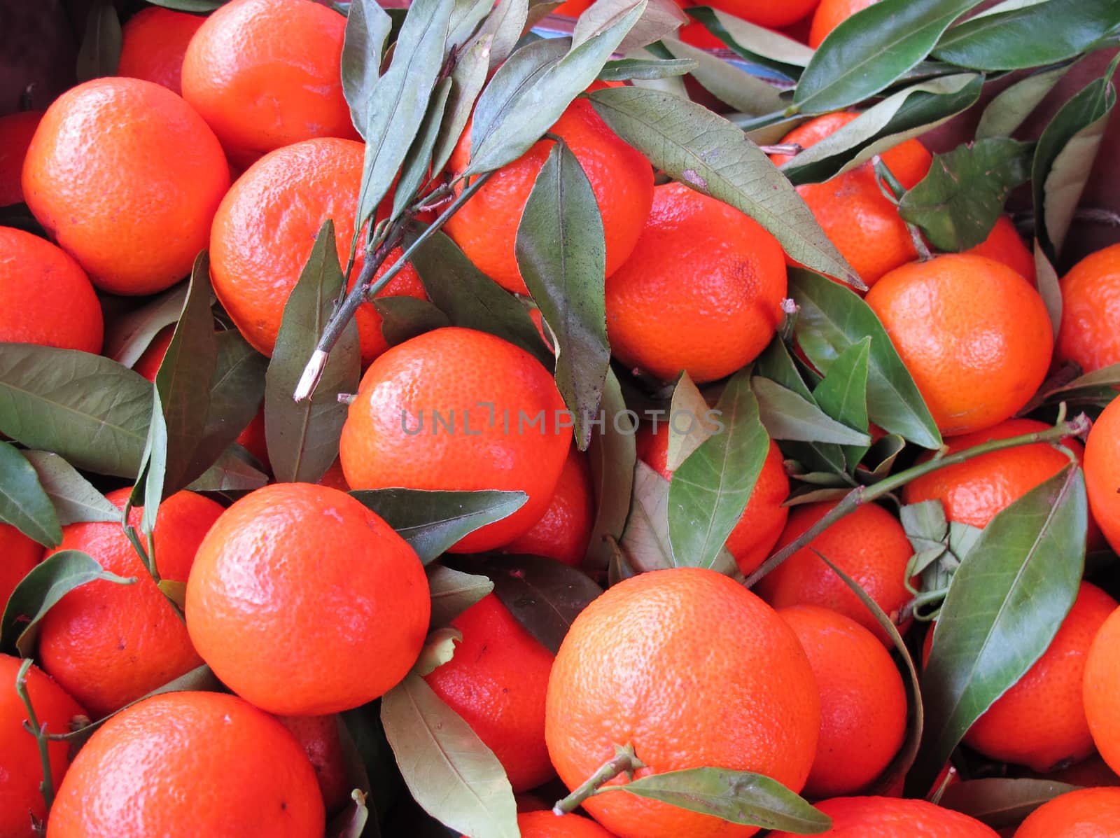 Freshly harvested tangerines with leaves