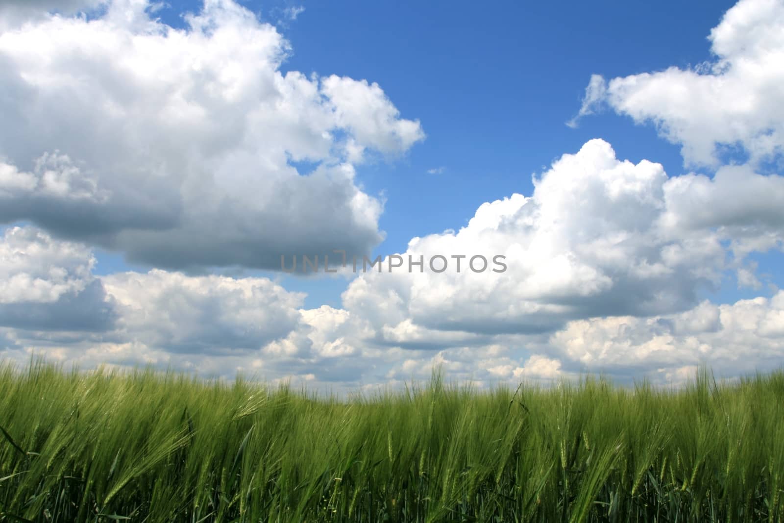 Beautiful blue sky with clouds over agricultural field with grass