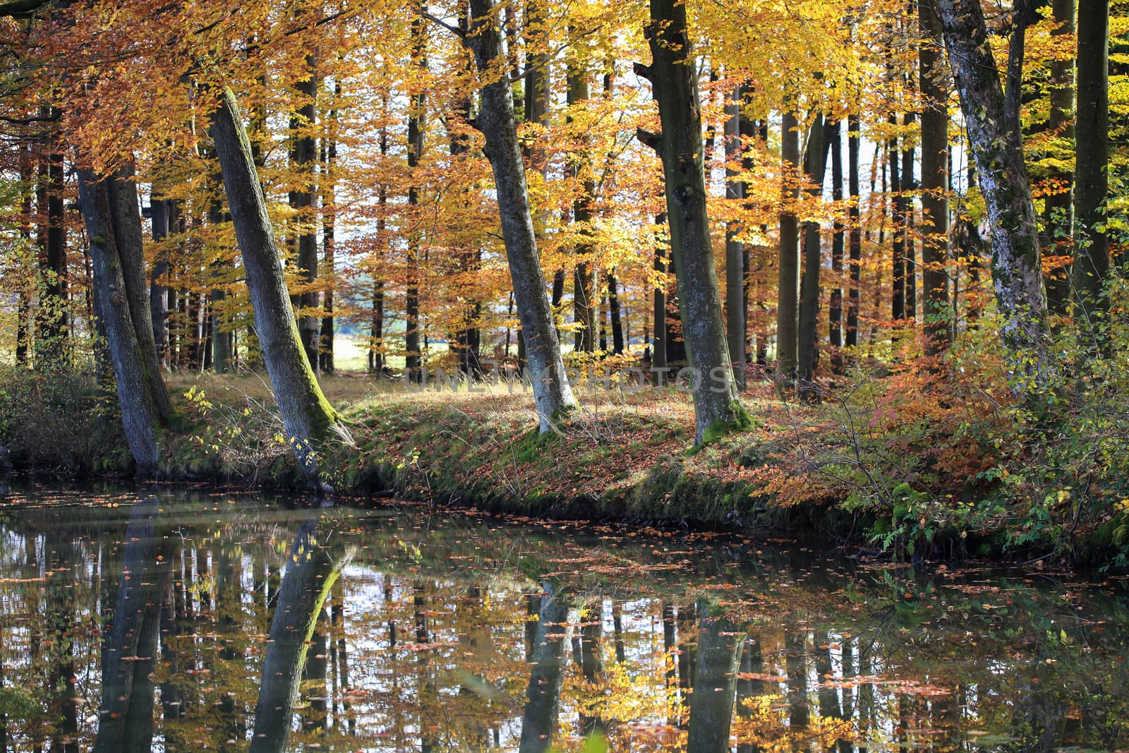 Autumn trees with reflections in a lake