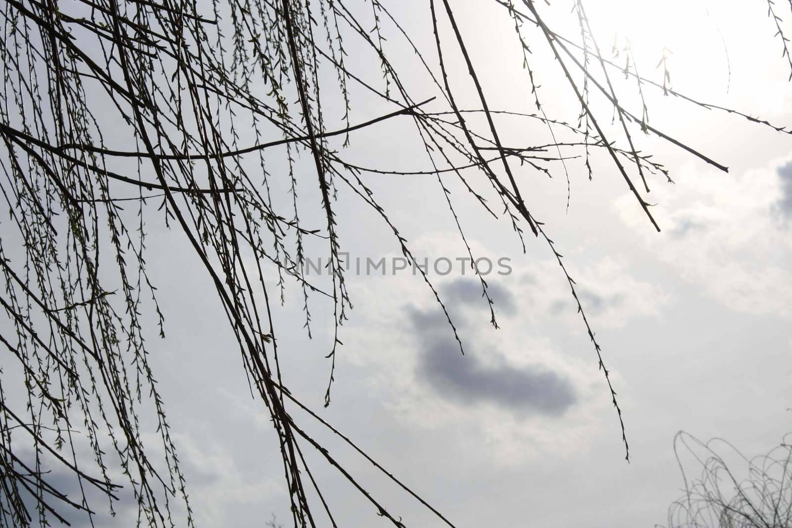 A close up of a tree. High quality photo