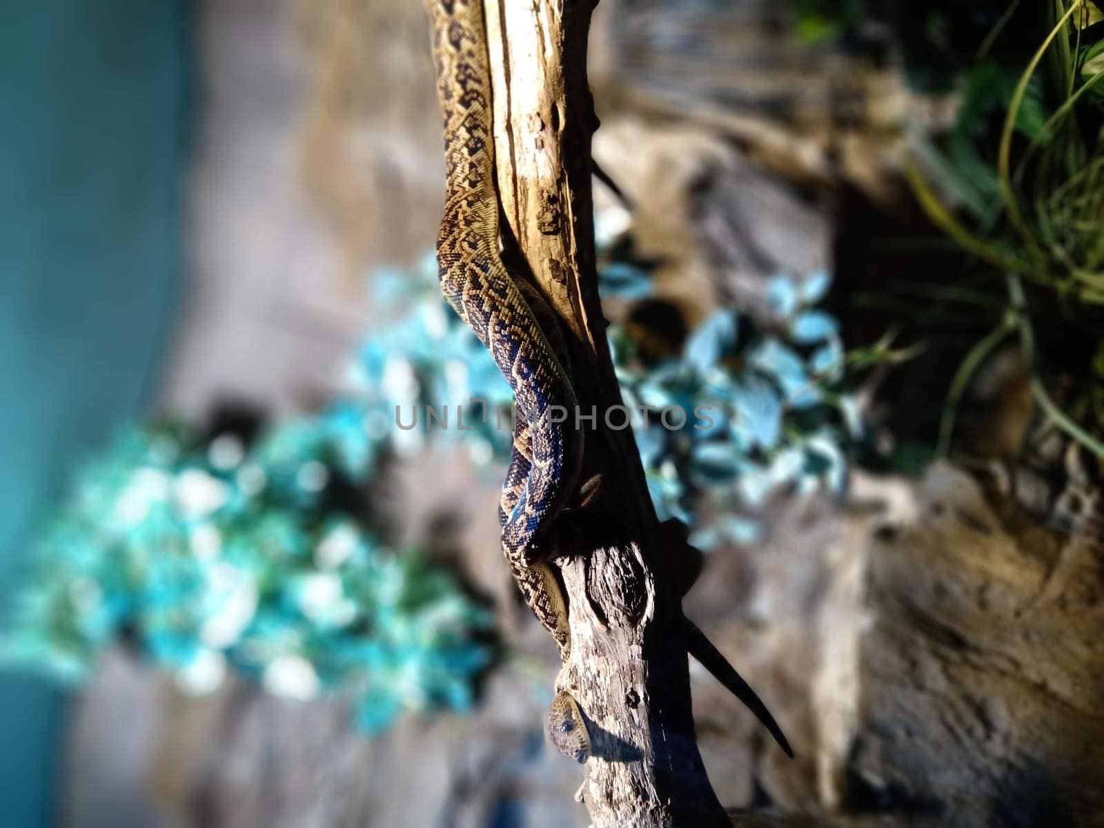 Brown snake at the zoo by balage941