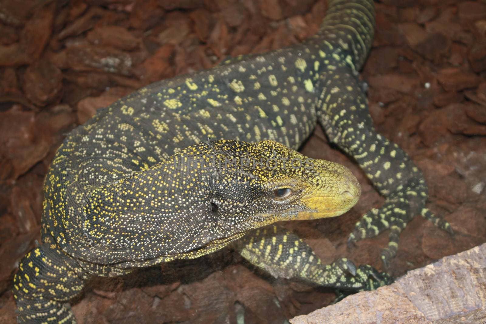 A lizard on a rock. High quality photo