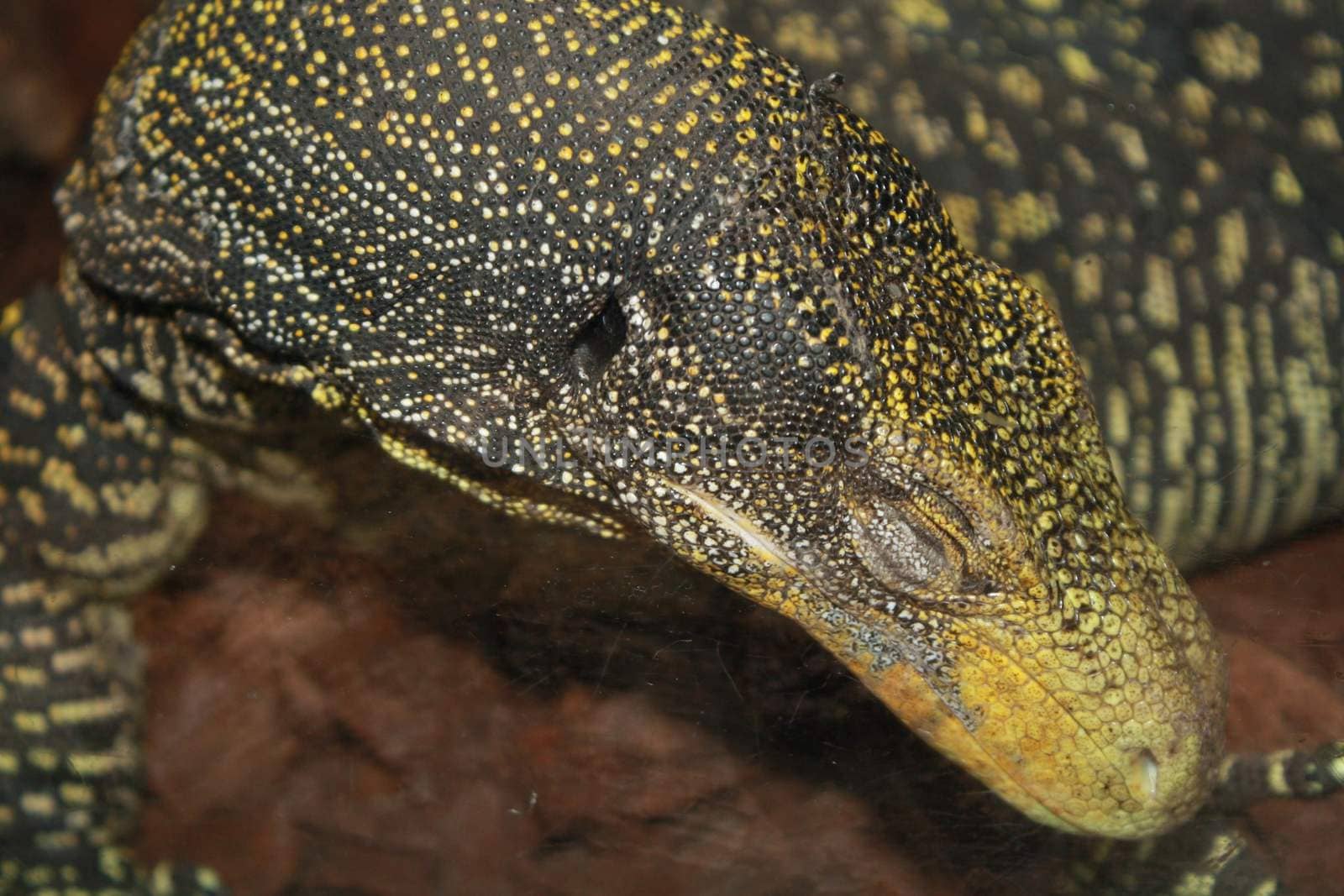 Varanus up close in the Vienna Tropirium