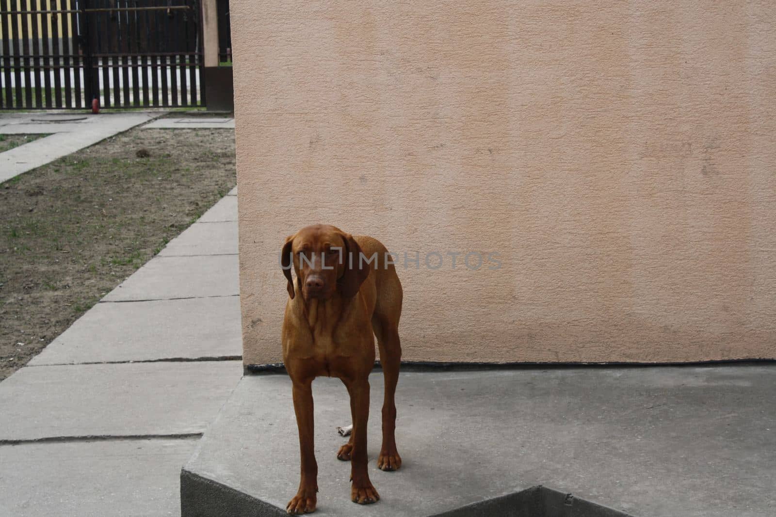 A dog that is standing in front of a building. High quality photo