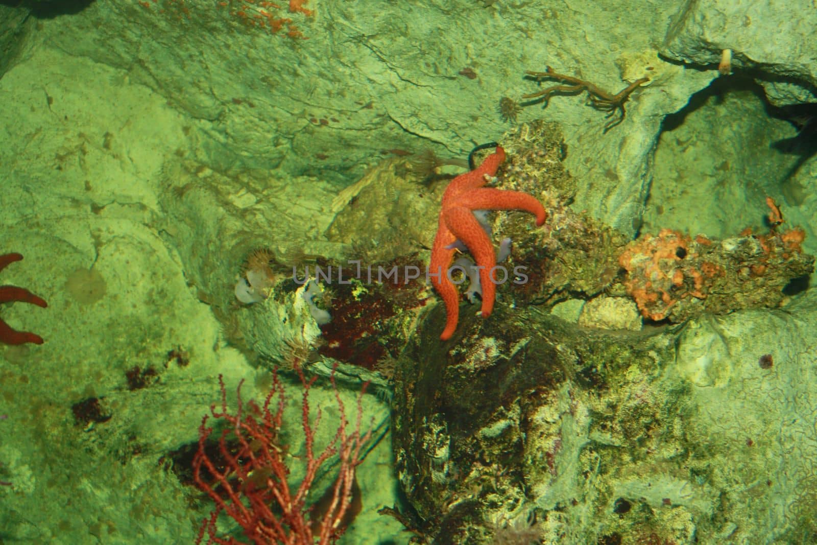 Starfish and aquatic organisms.High quality photo