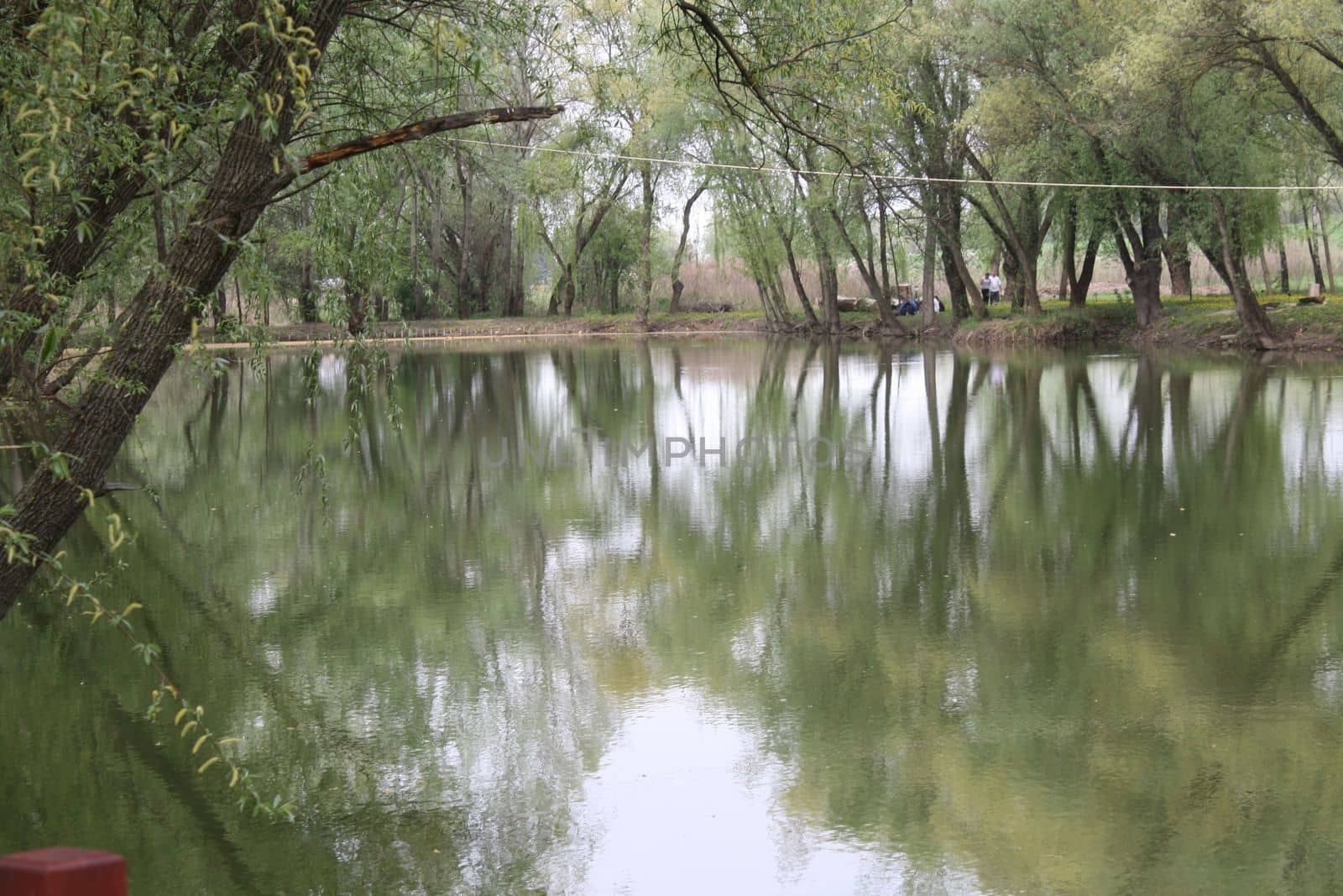 A tree next to a body of water. High quality photo