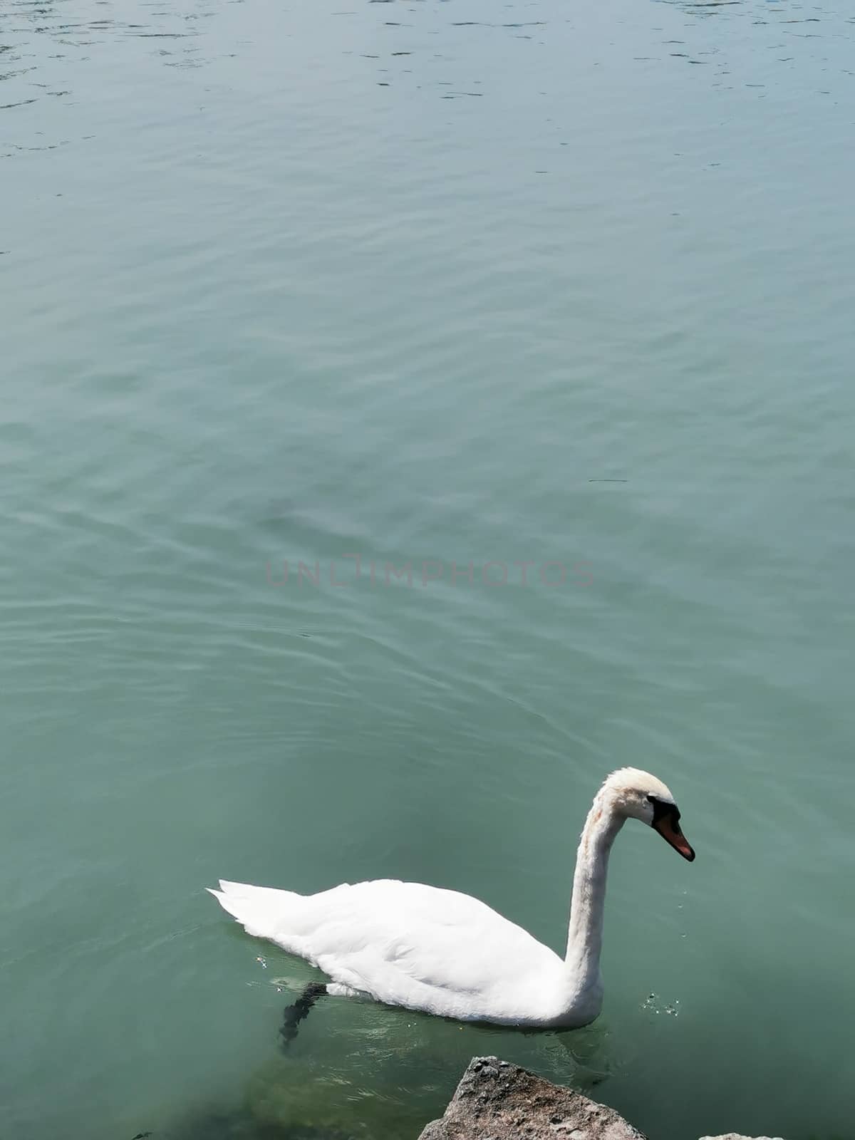 A swan swimming in a body of water. High quality photo
