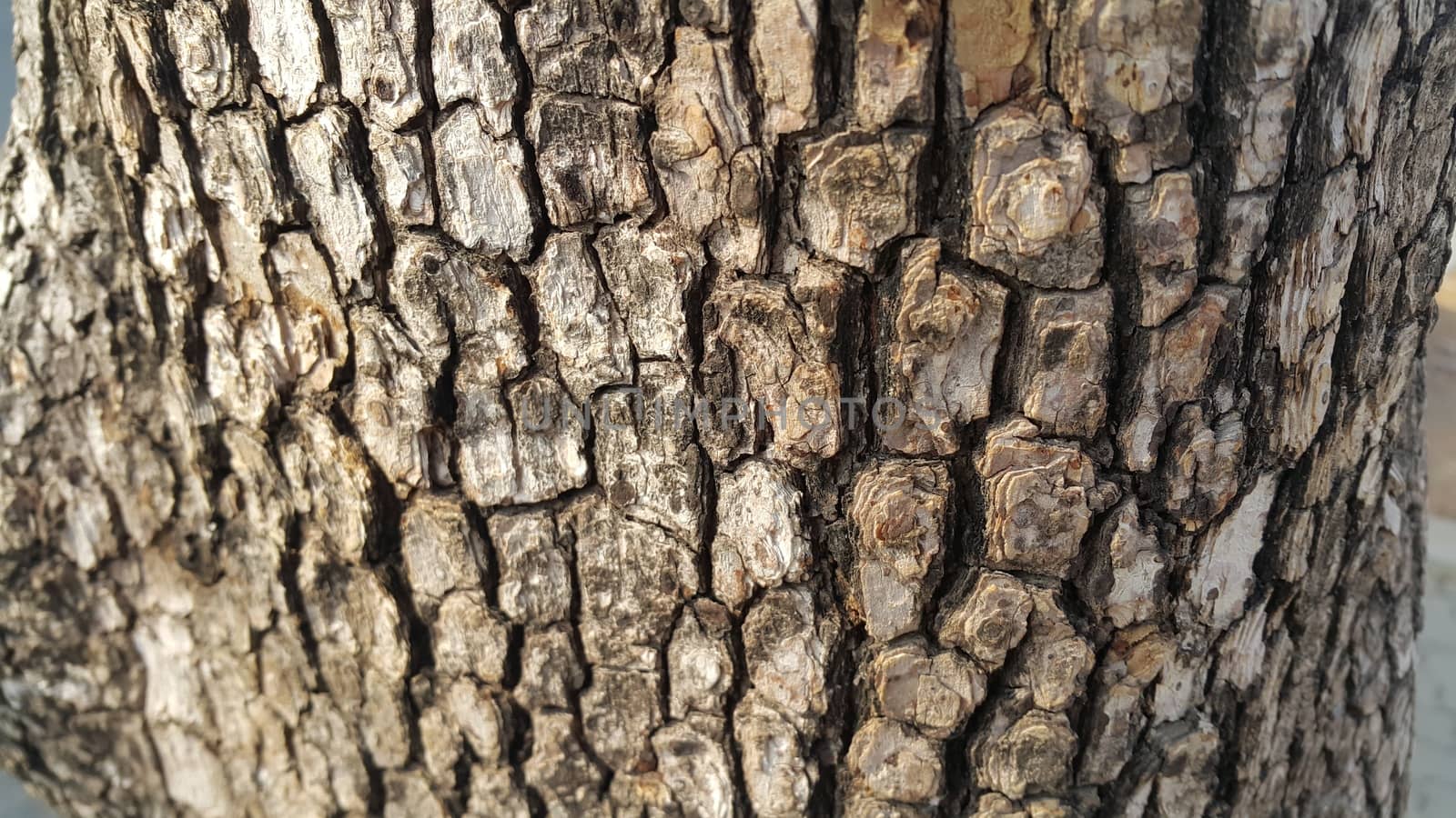 close up view of tree peel: Macro close up texture for background and texture.  Tree bark texture.