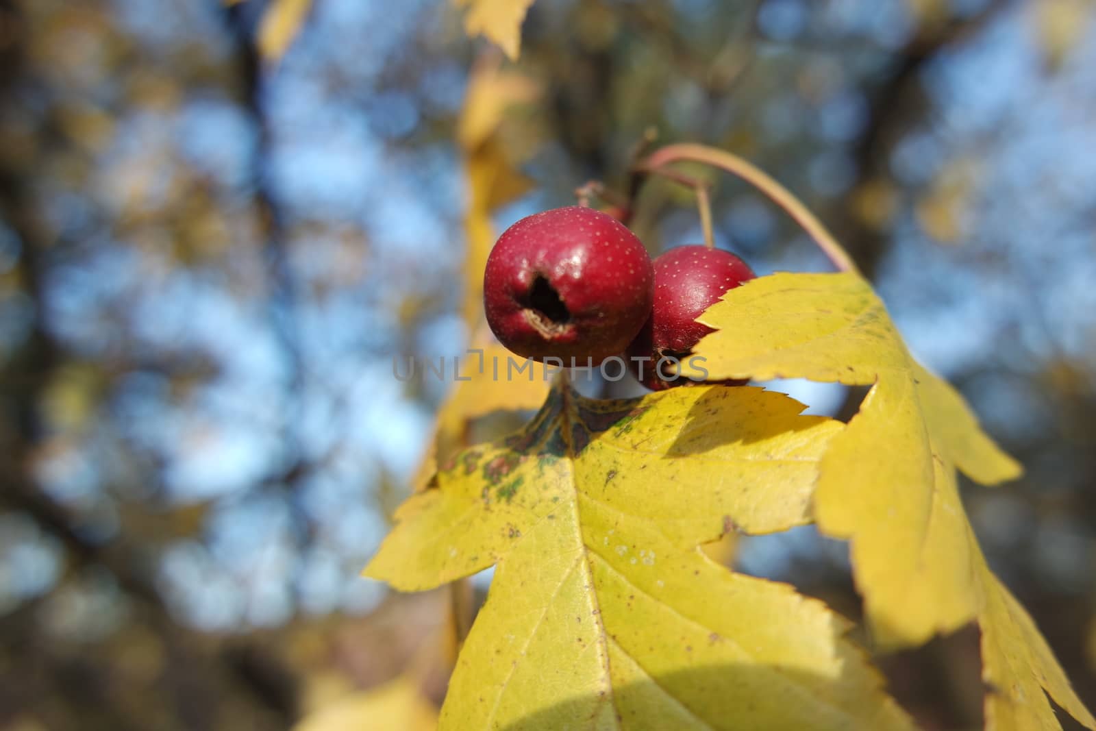 Close up of ripe red berries on branches of rose hips tree with golden leaves in autumn season