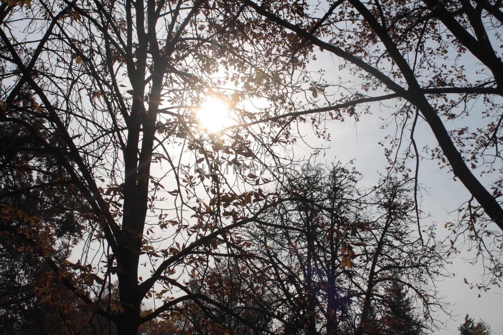 A large tree in a forest. High quality photo