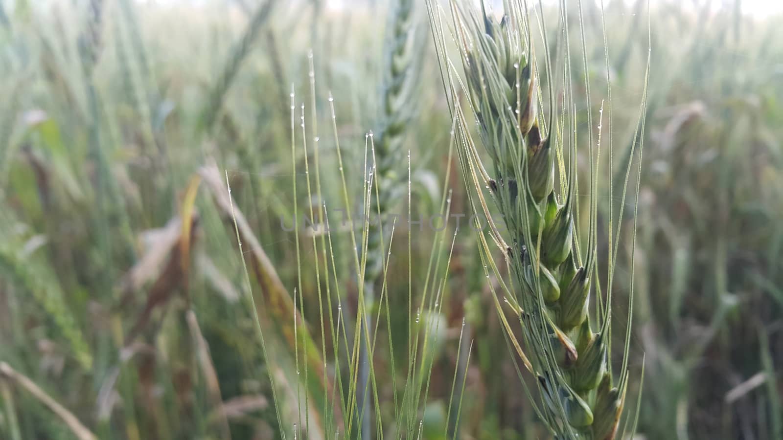 Closeup view of barley spikelets or rye in barley field. Green dried barley focused in large agricultural rural wheat field.