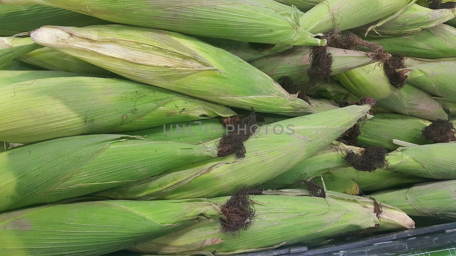 Closeup view of pile of corncob surrounded with green leaves. A pile of green corncob placed in market for sale. Corncob background for advertisements and texts.