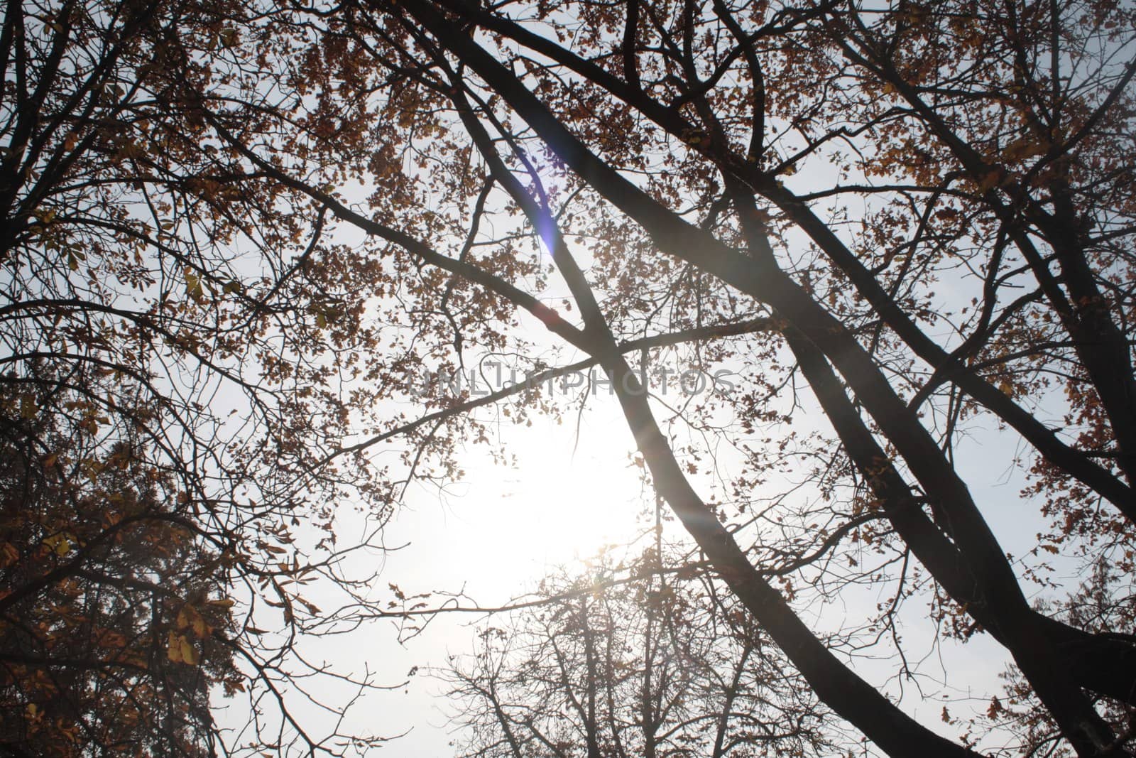 A large tree in a forest. High quality photo