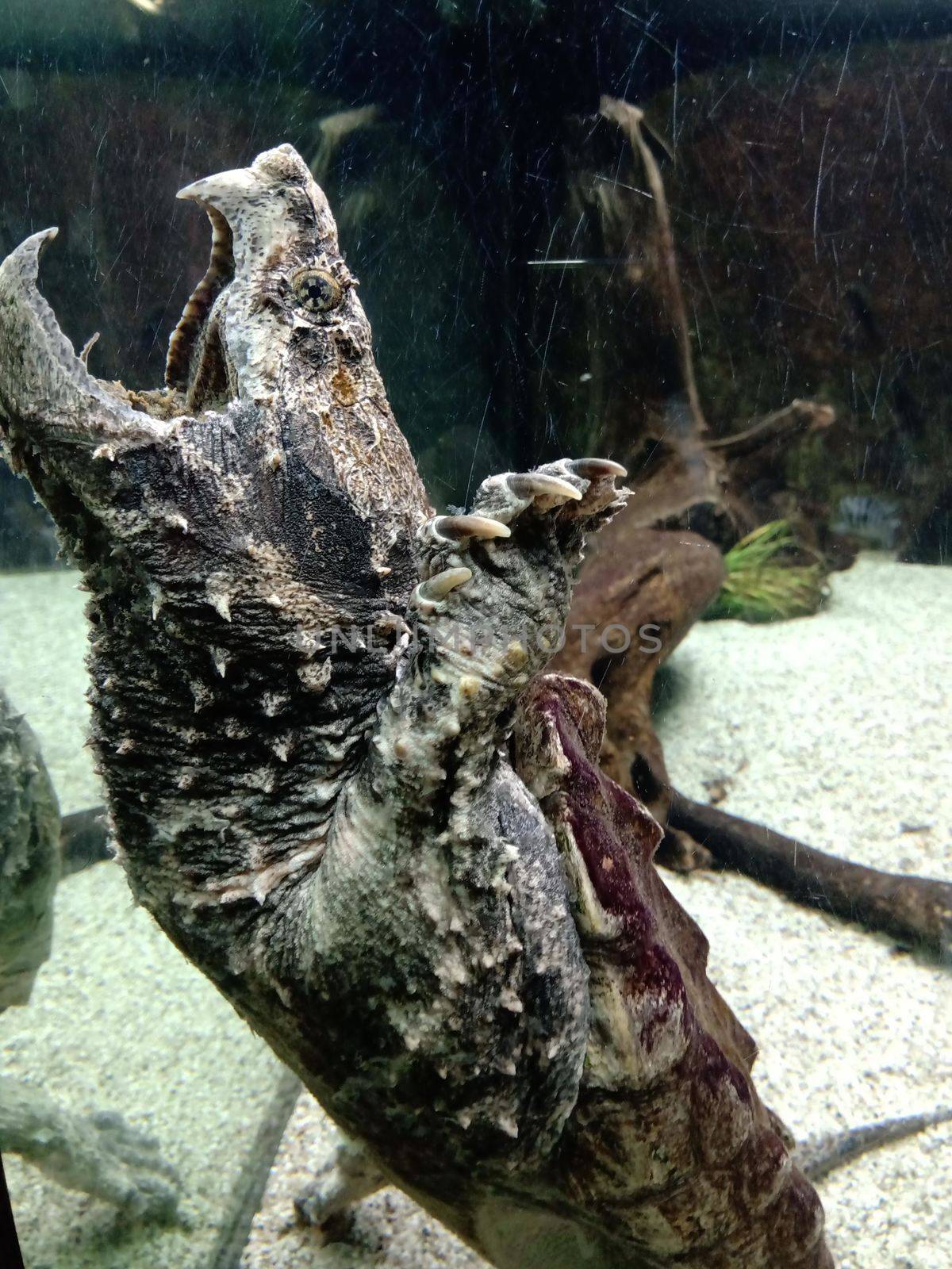 A close up of an animal in the zoo High quality photo