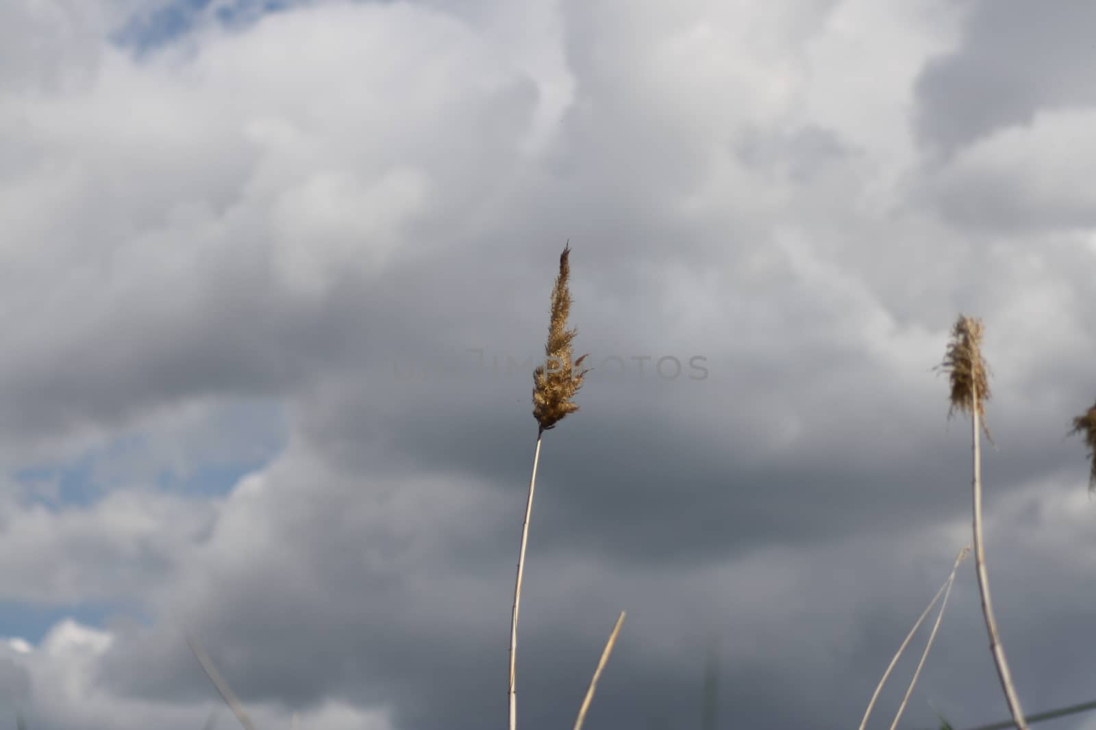 A group of clouds in the sky. High quality photo